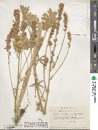 Sidalcea oregana subsp. spicata image