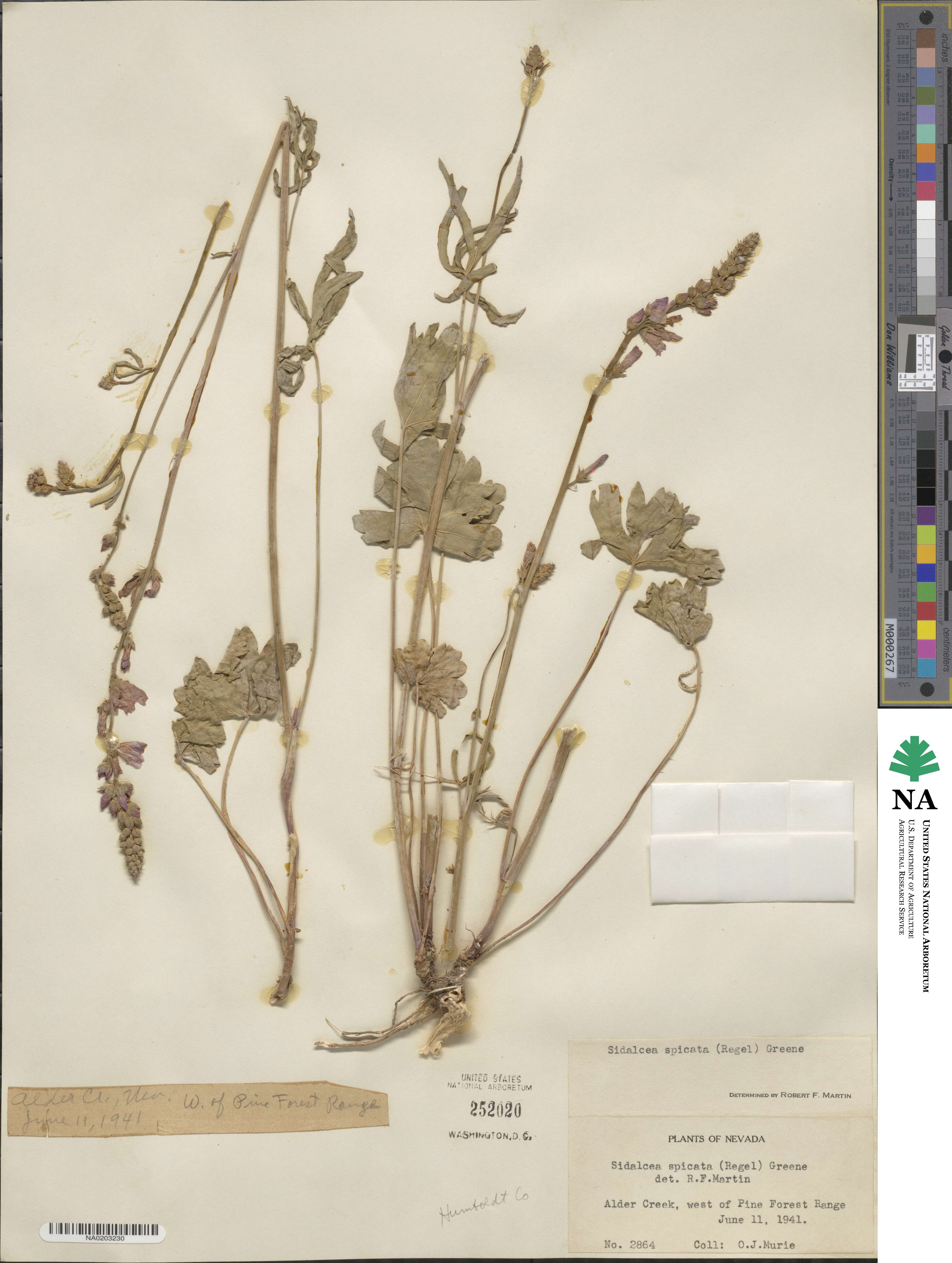 Sidalcea oregana subsp. spicata image