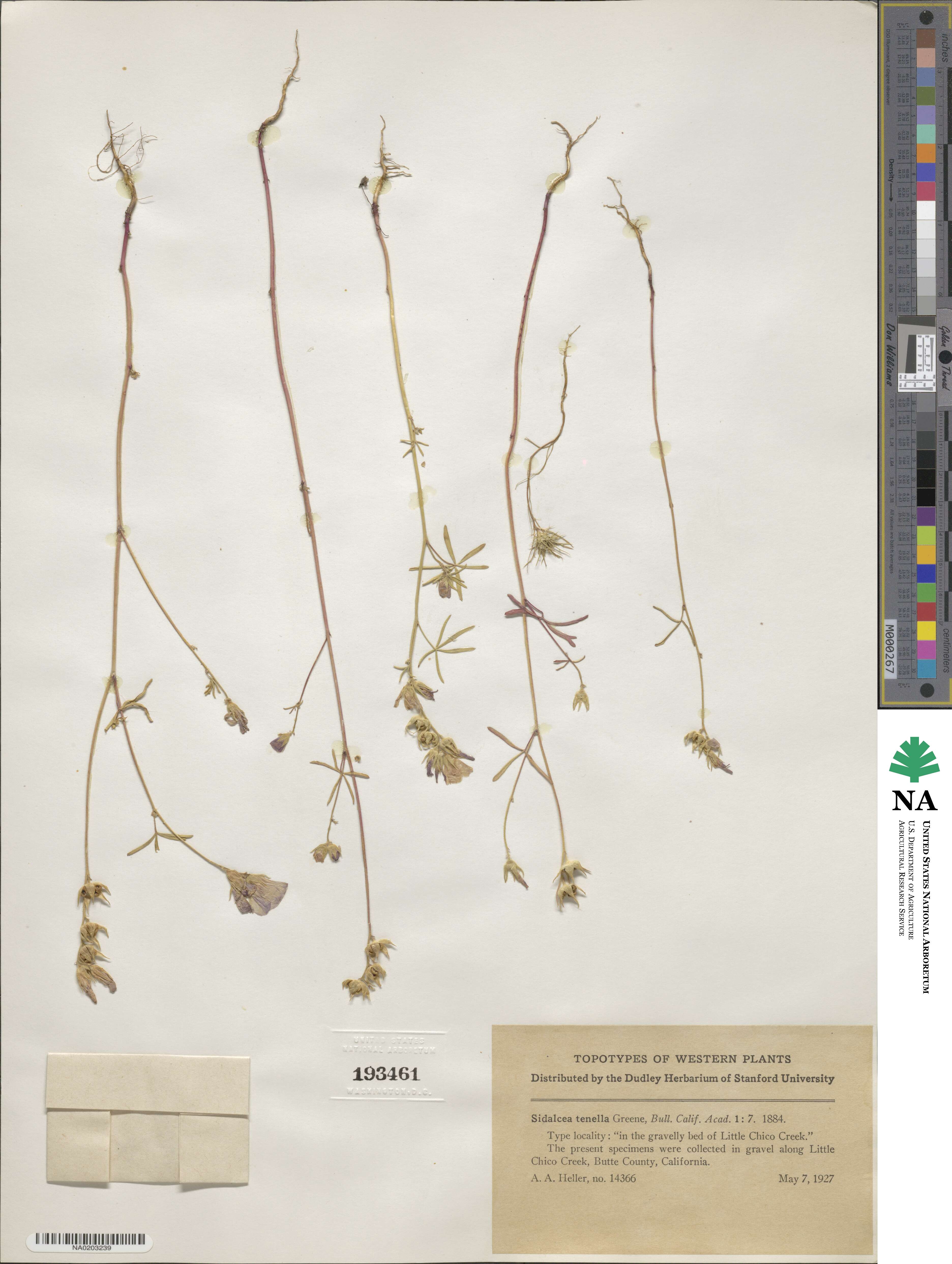 Sidalcea hartwegii image