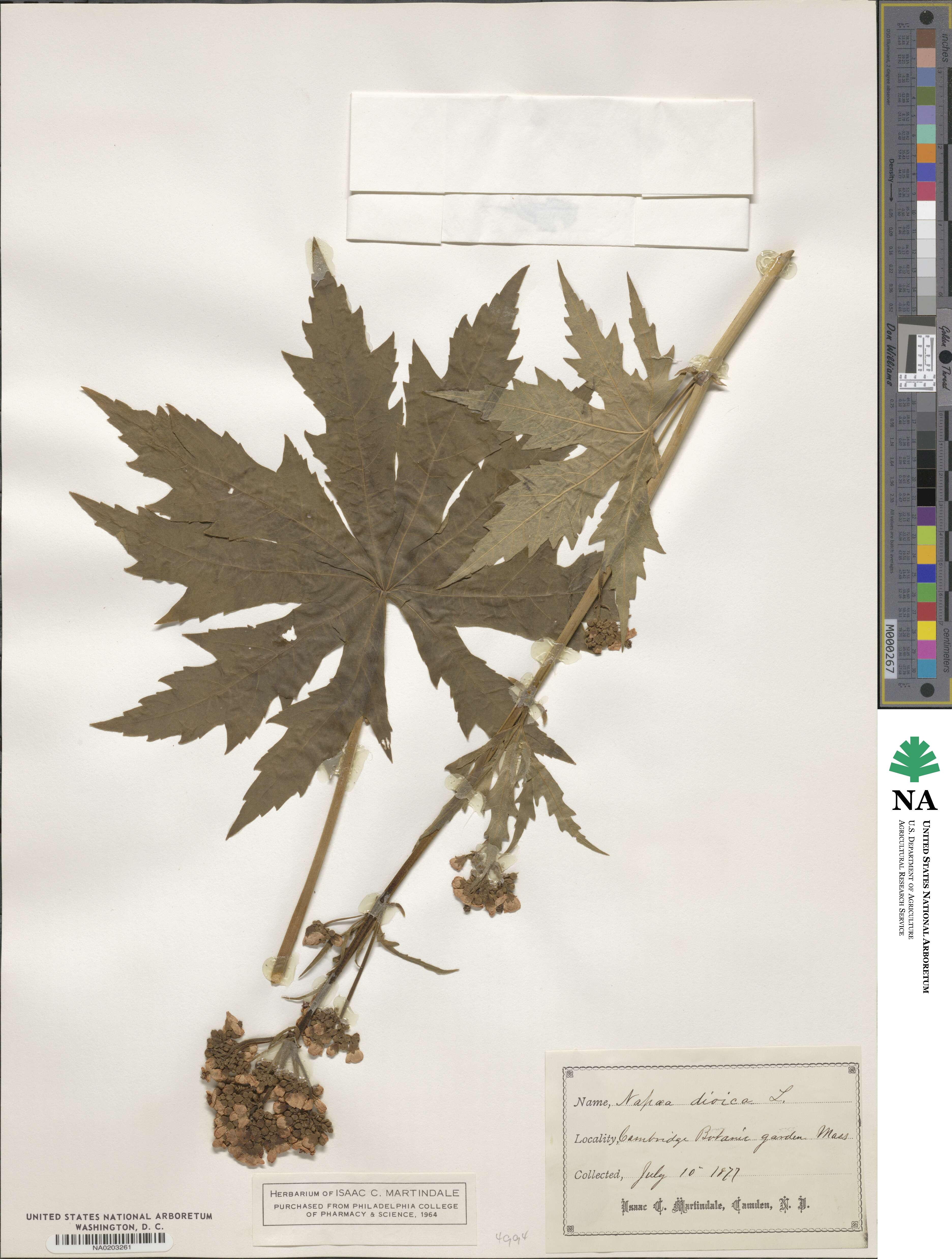 Napaea dioica image
