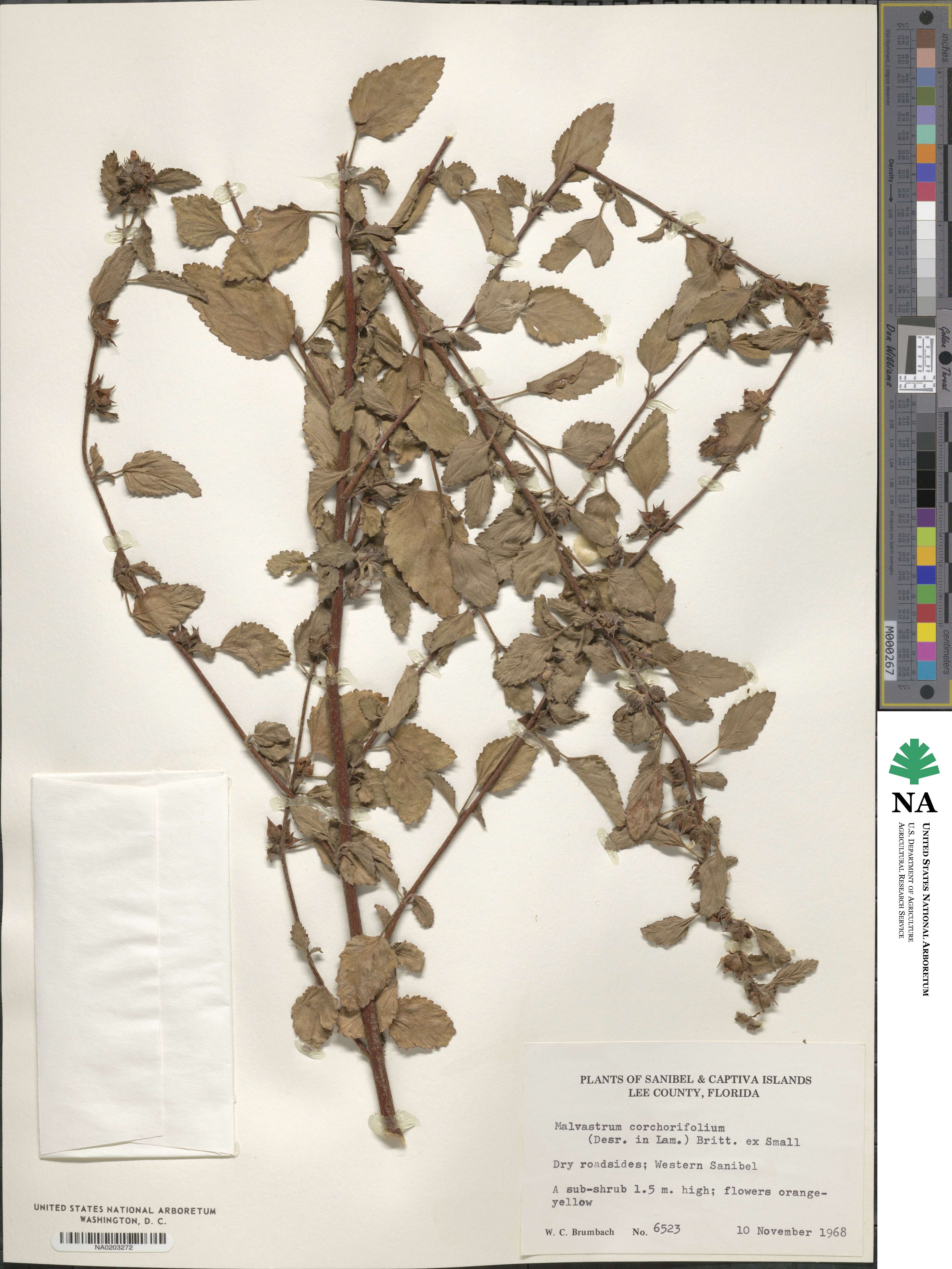 Malvastrum corchorifolium image