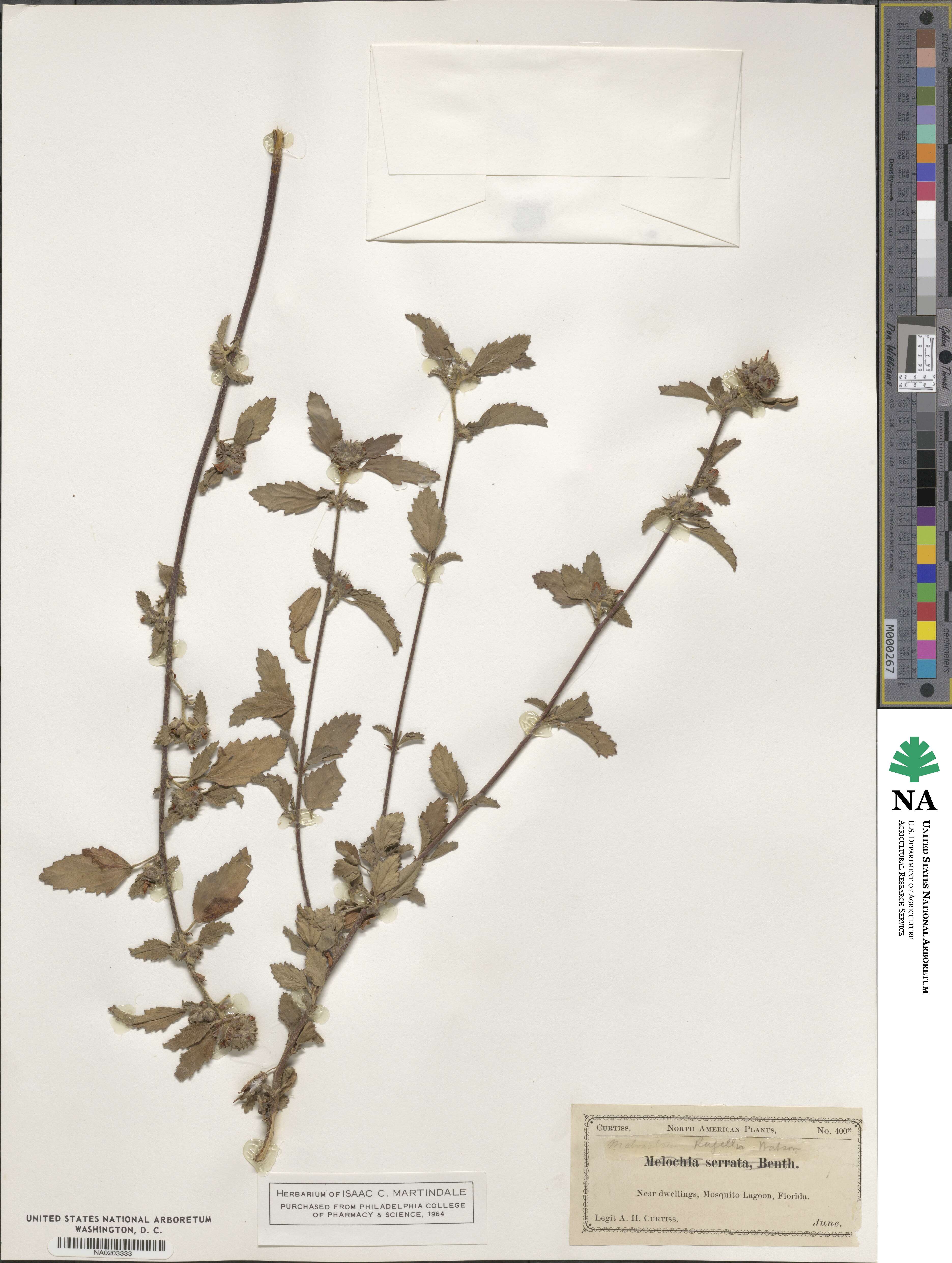 Malvastrum corchorifolium image
