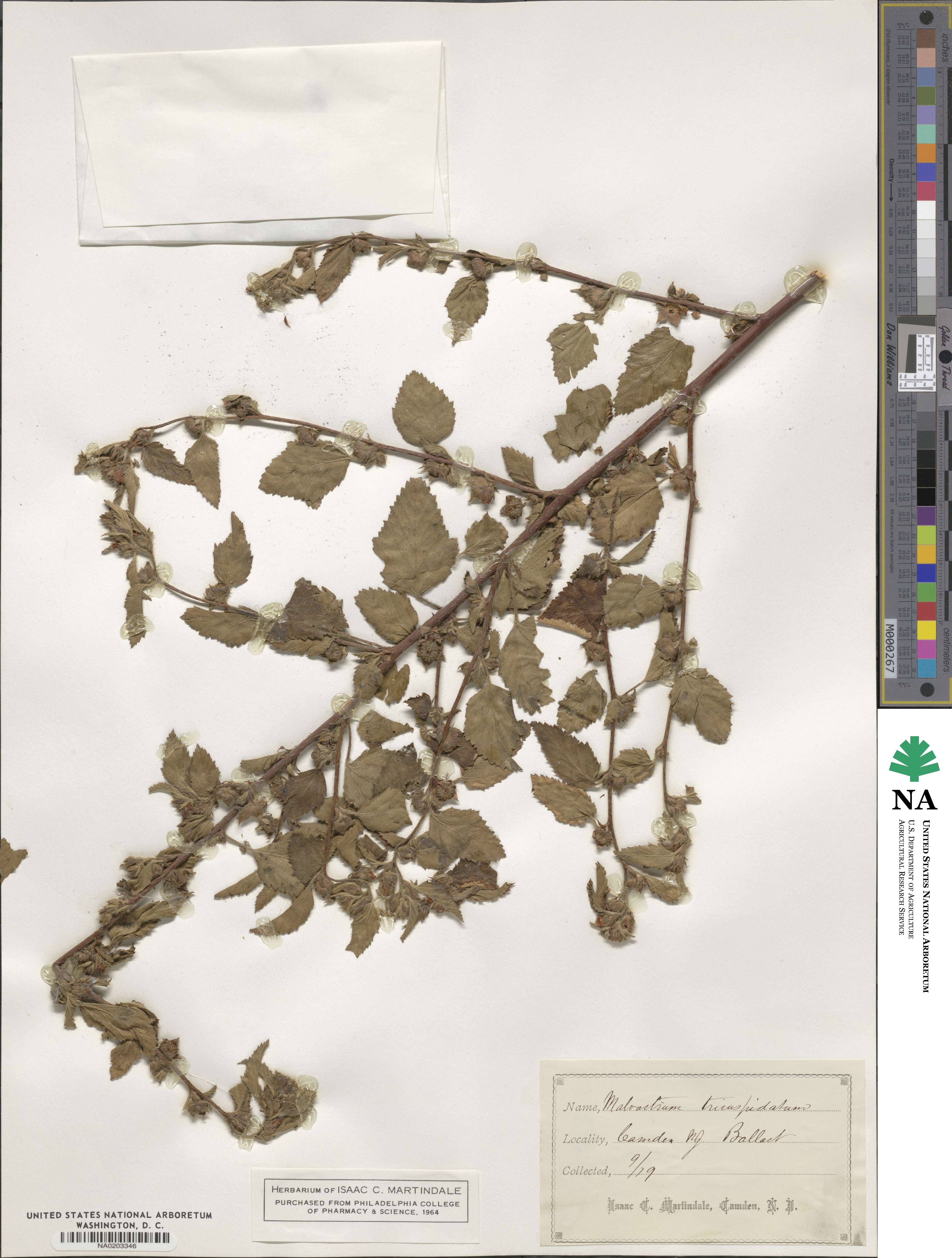 Malvastrum coromandelianum subsp. coromandelianum image