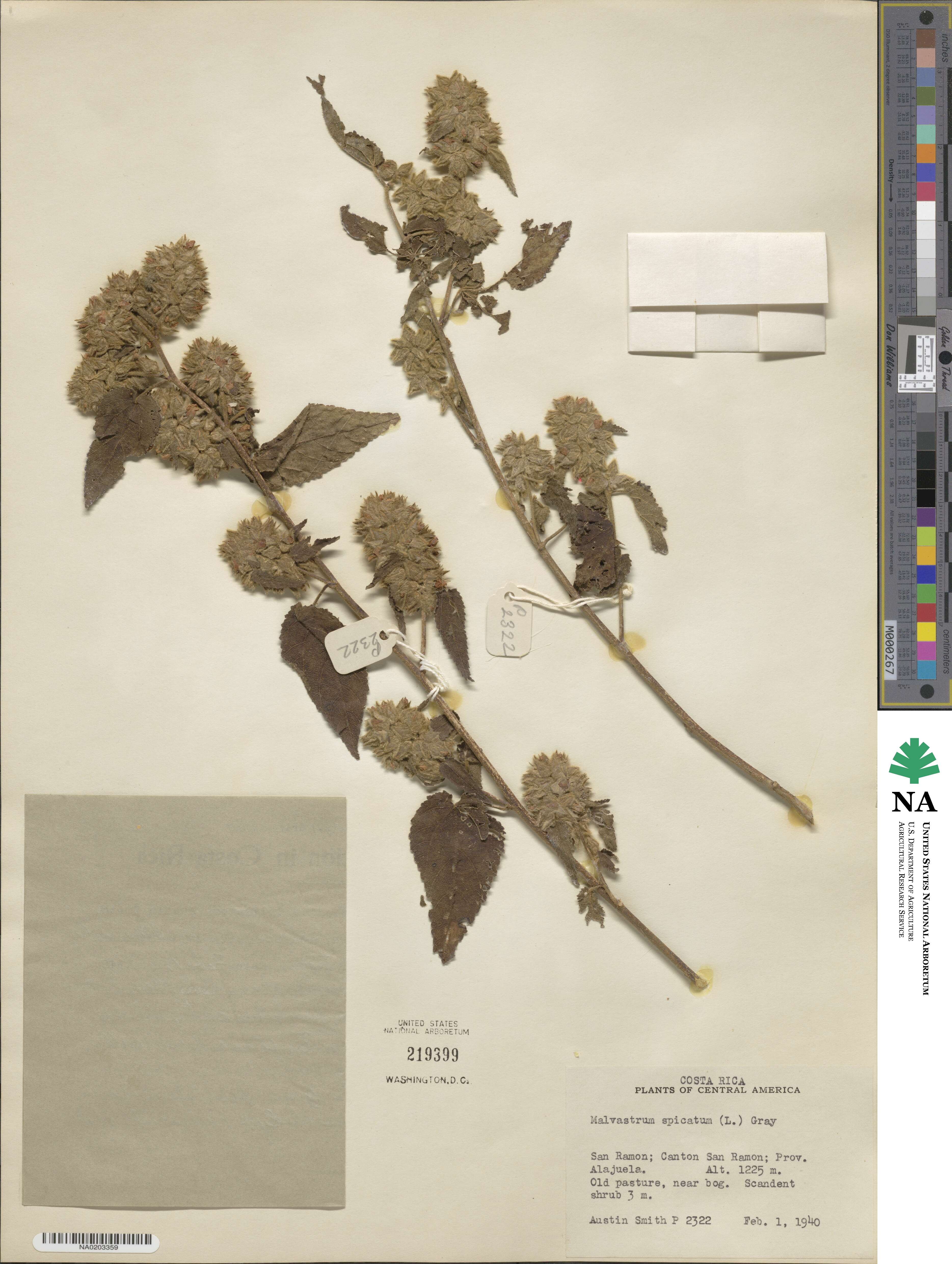 Malvastrum americanum image