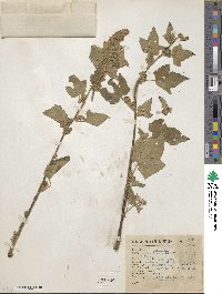 Kearnemalvastrum subtriflorum image