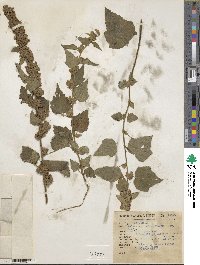 Kearnemalvastrum subtriflorum image