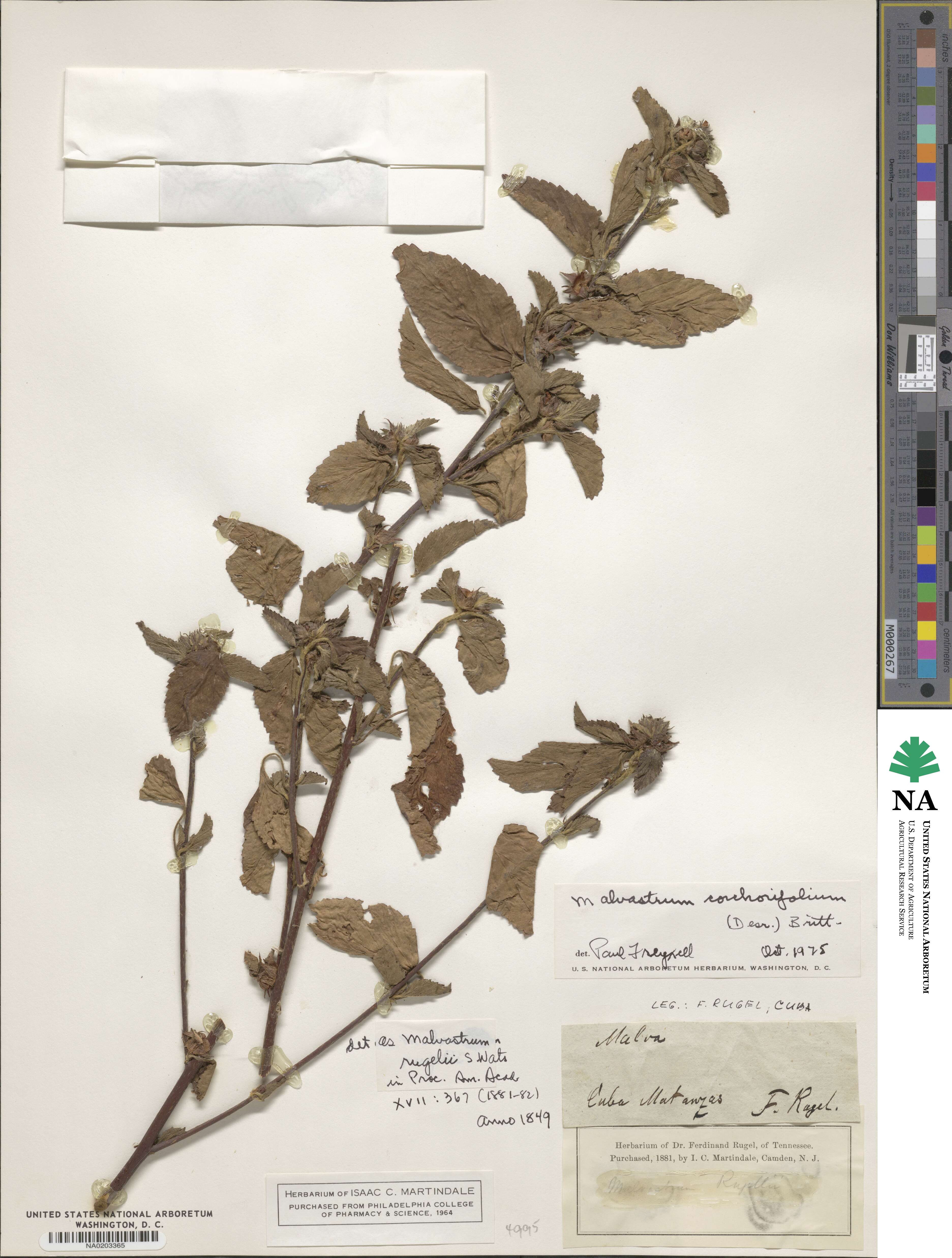 Malvastrum corchorifolium image
