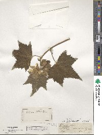 Kearnemalvastrum lacteum image