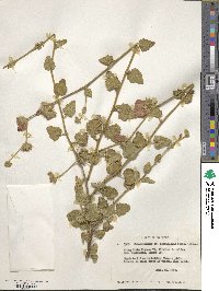 Malacothamnus densiflorus image