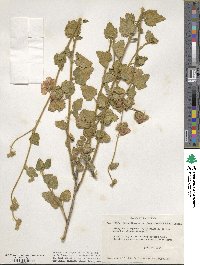 Malacothamnus densiflorus image