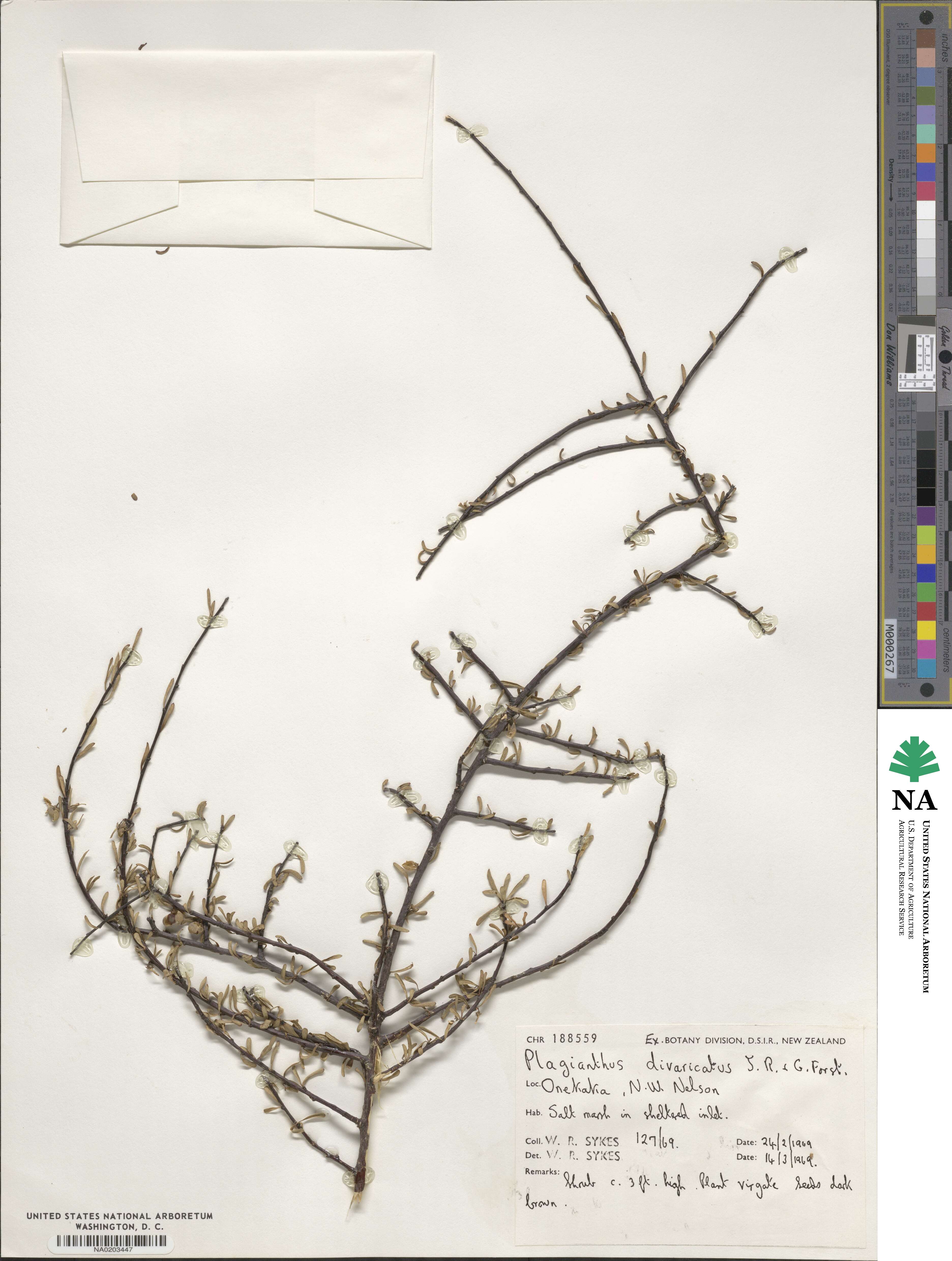Plagianthus image
