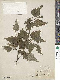 Plagianthus betulinus image