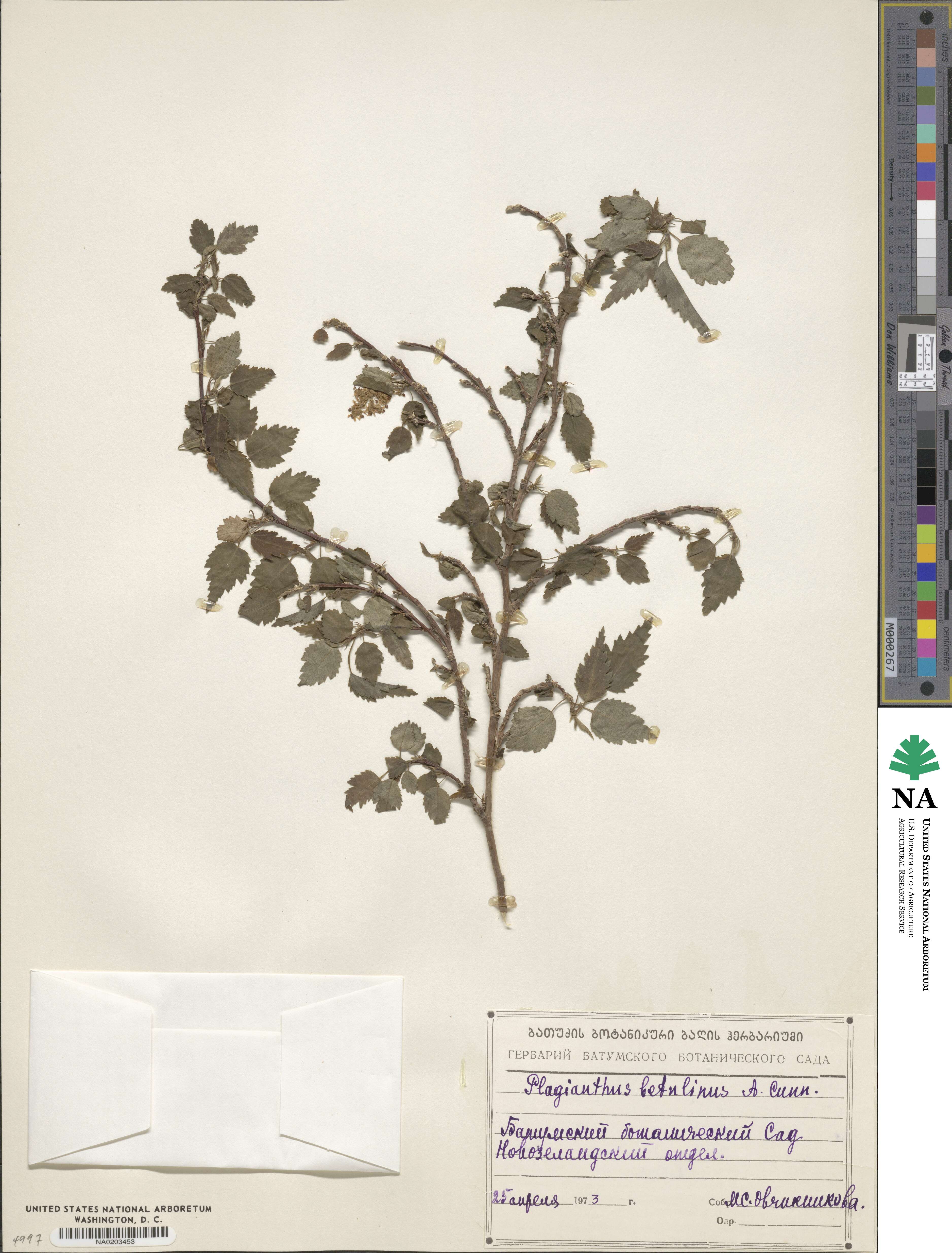 Plagianthus betulinus image