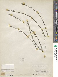 Plagianthus divaricatus image