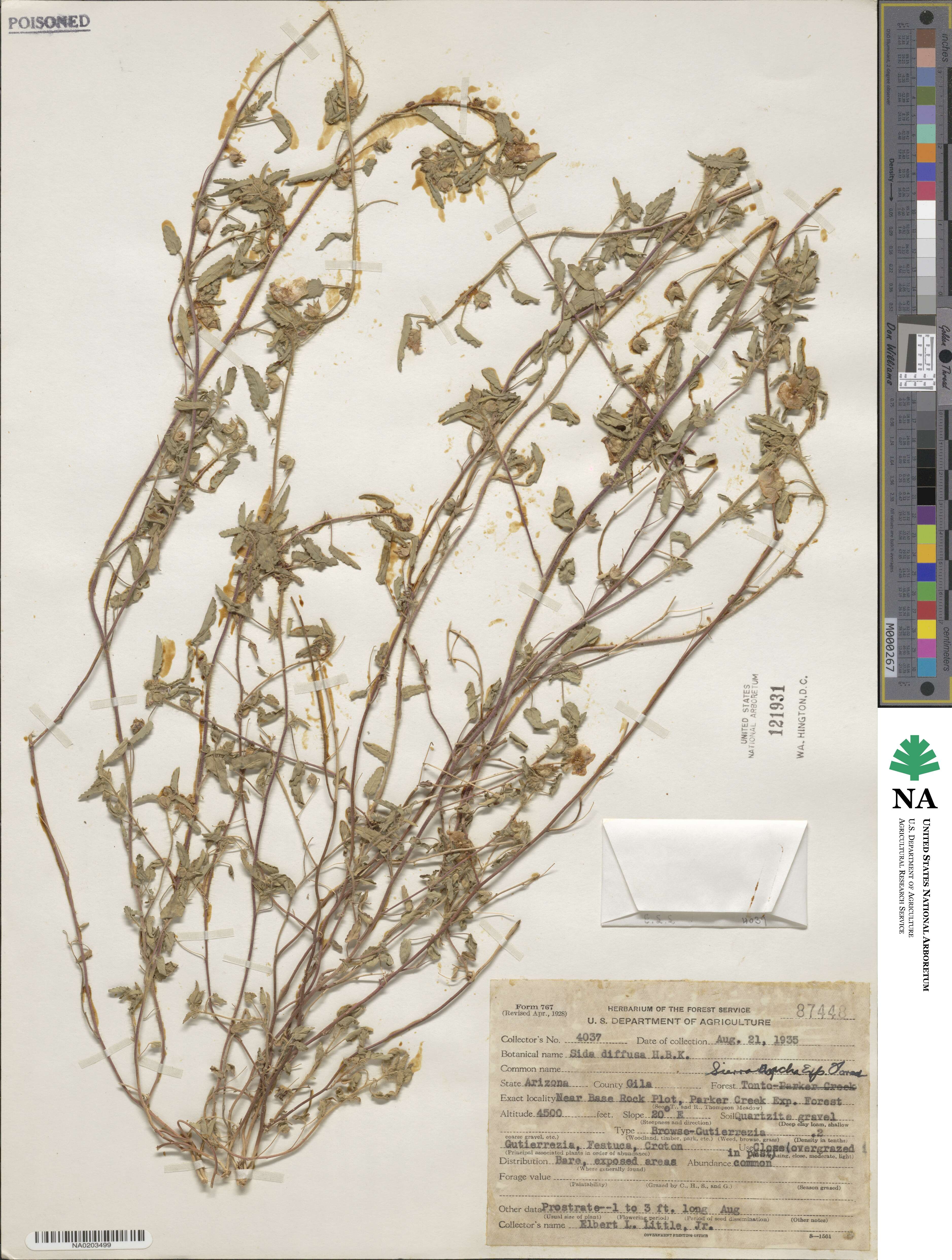 Sida abutilifolia image