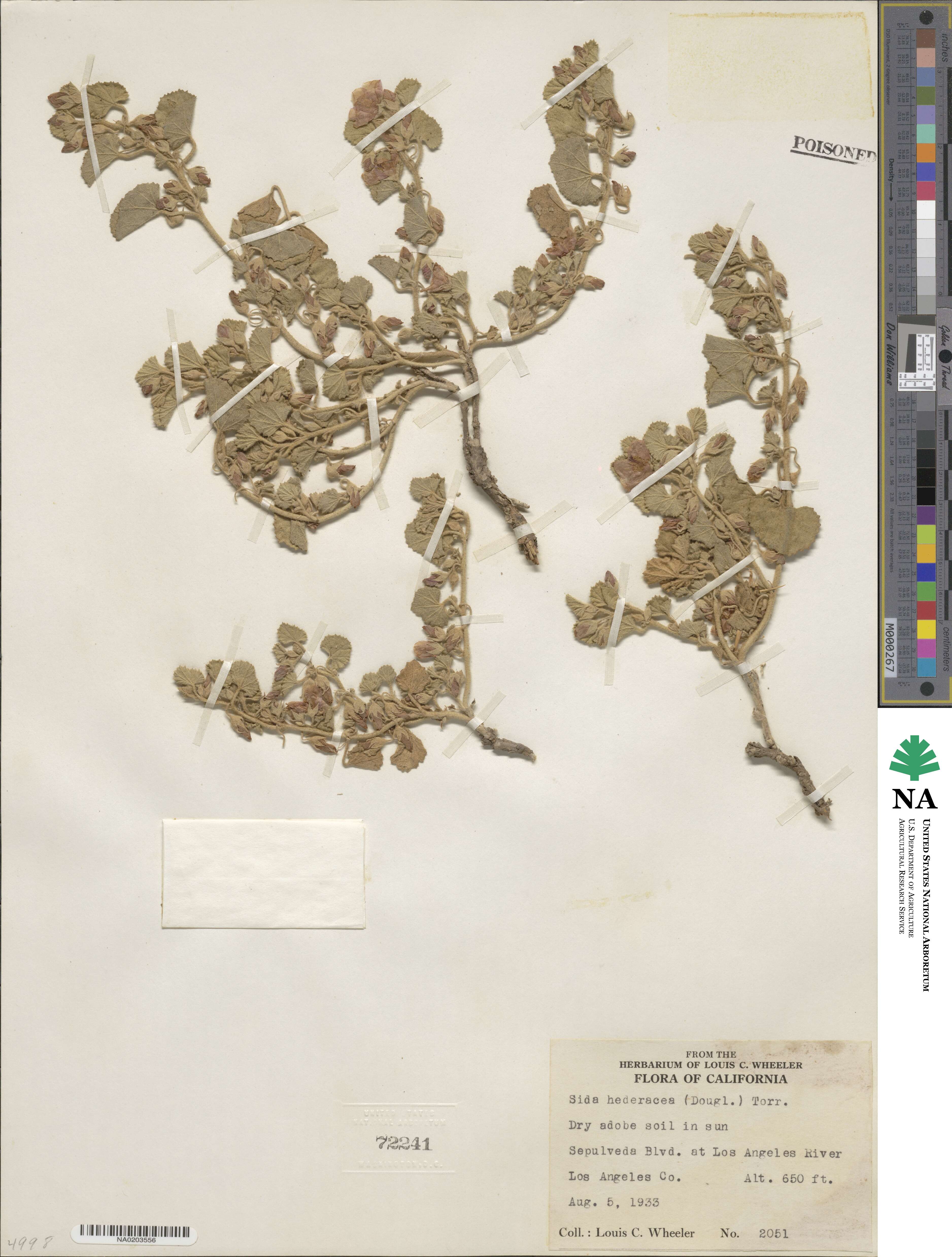 Malvella leprosa image