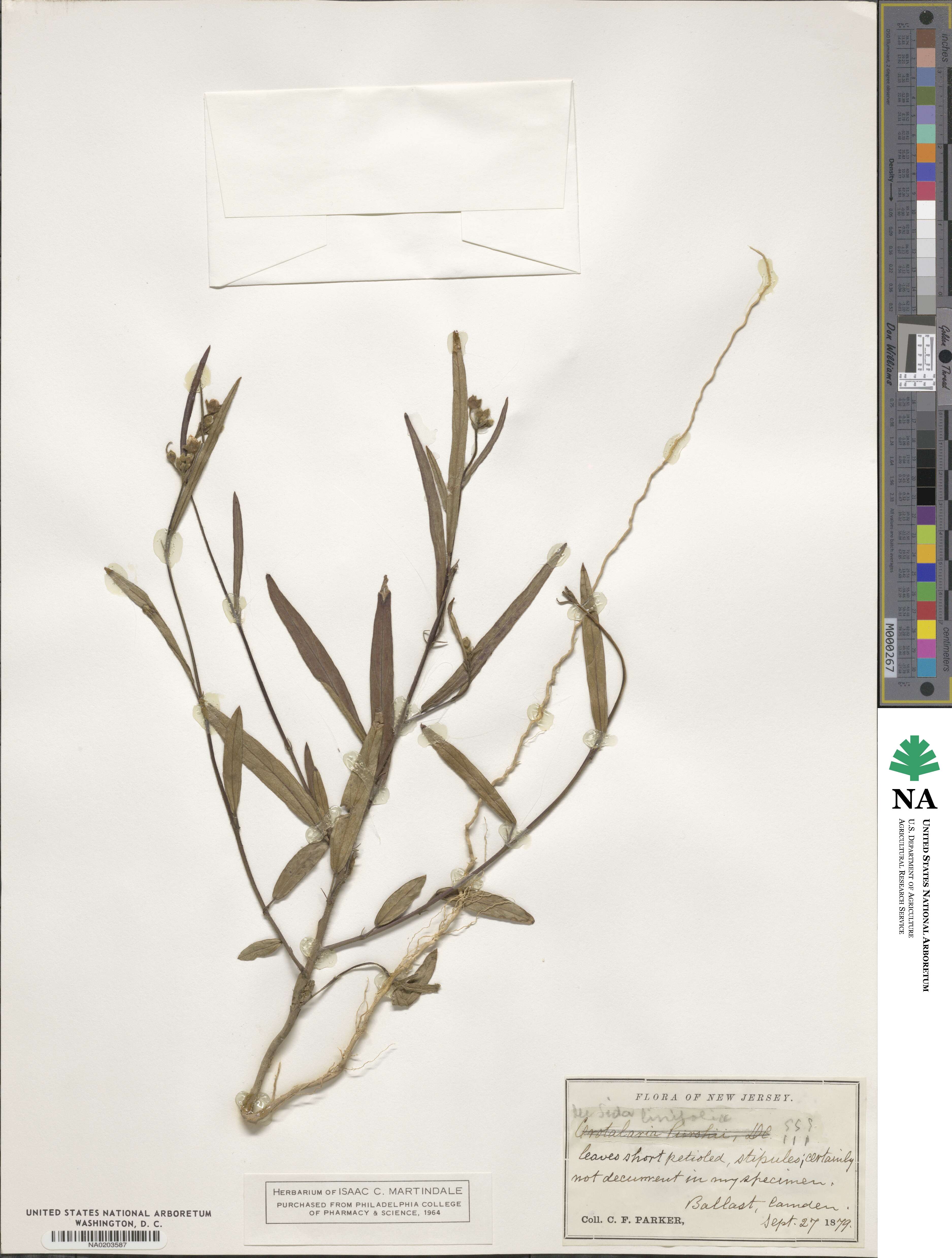 Sida linifolia image