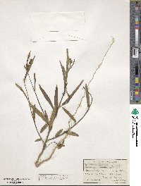 Image of Sida linifolia