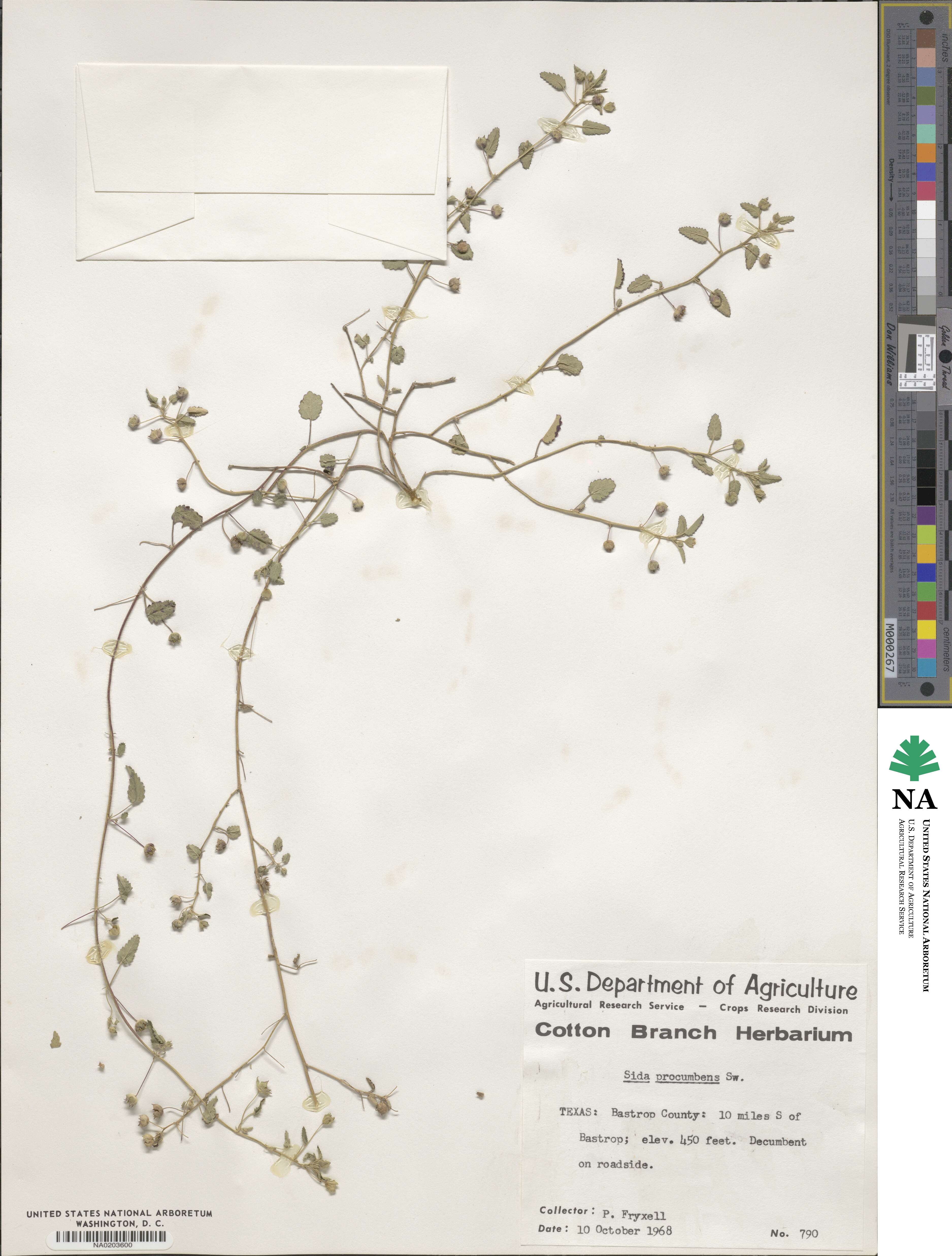 Sida abutilifolia image