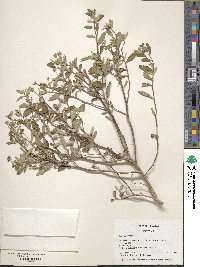 Sida rhombifolia image