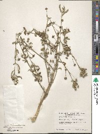 Sida rhombifolia image