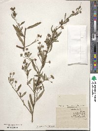 Sida rhombifolia image