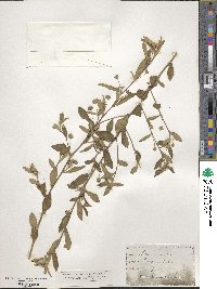 Sida rhombifolia image