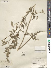 Sida rhombifolia image