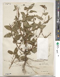 Sida rhombifolia image