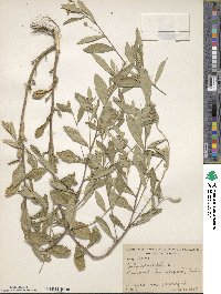 Sida rhombifolia image