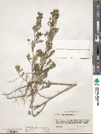 Sida rhombifolia image