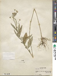 Sida rhombifolia image