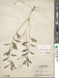 Sida rhombifolia image