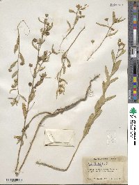 Sida rhombifolia image