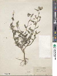 Sida rhombifolia image