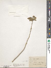 Image of Sida rotundifolia