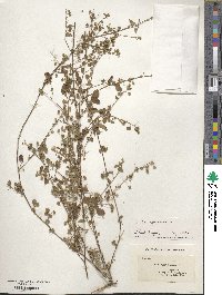 Sida spinosa image