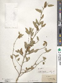 Sida spinosa image