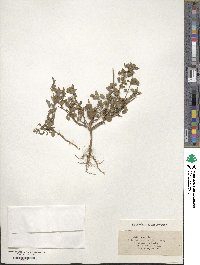 Sida spinosa image