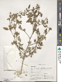 Sida spinosa image