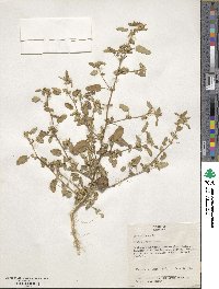 Sida spinosa image