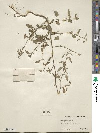 Sida spinosa image