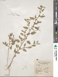 Sida spinosa image