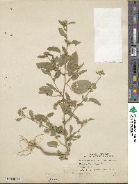 Sida spinosa image