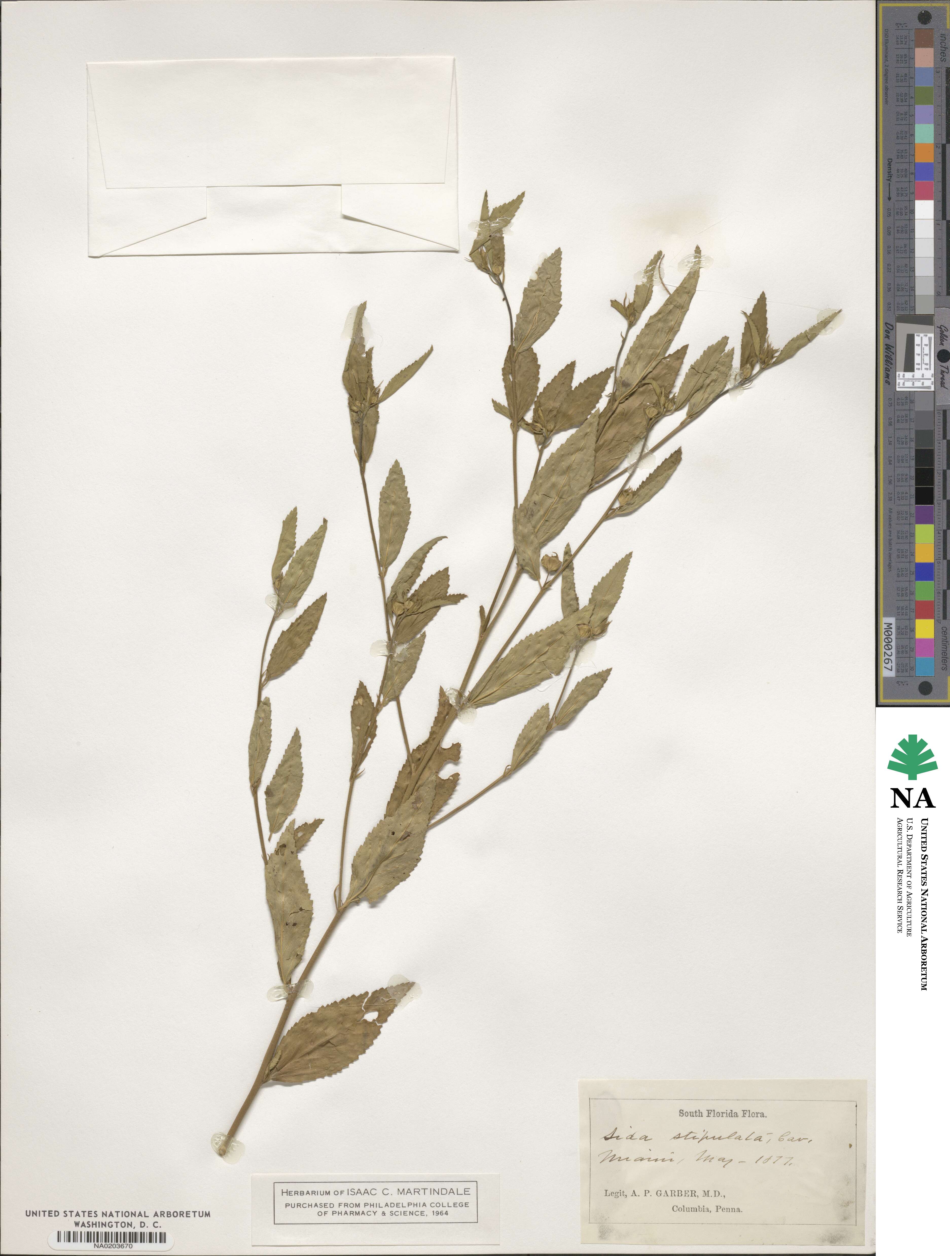 Sida stipulata image