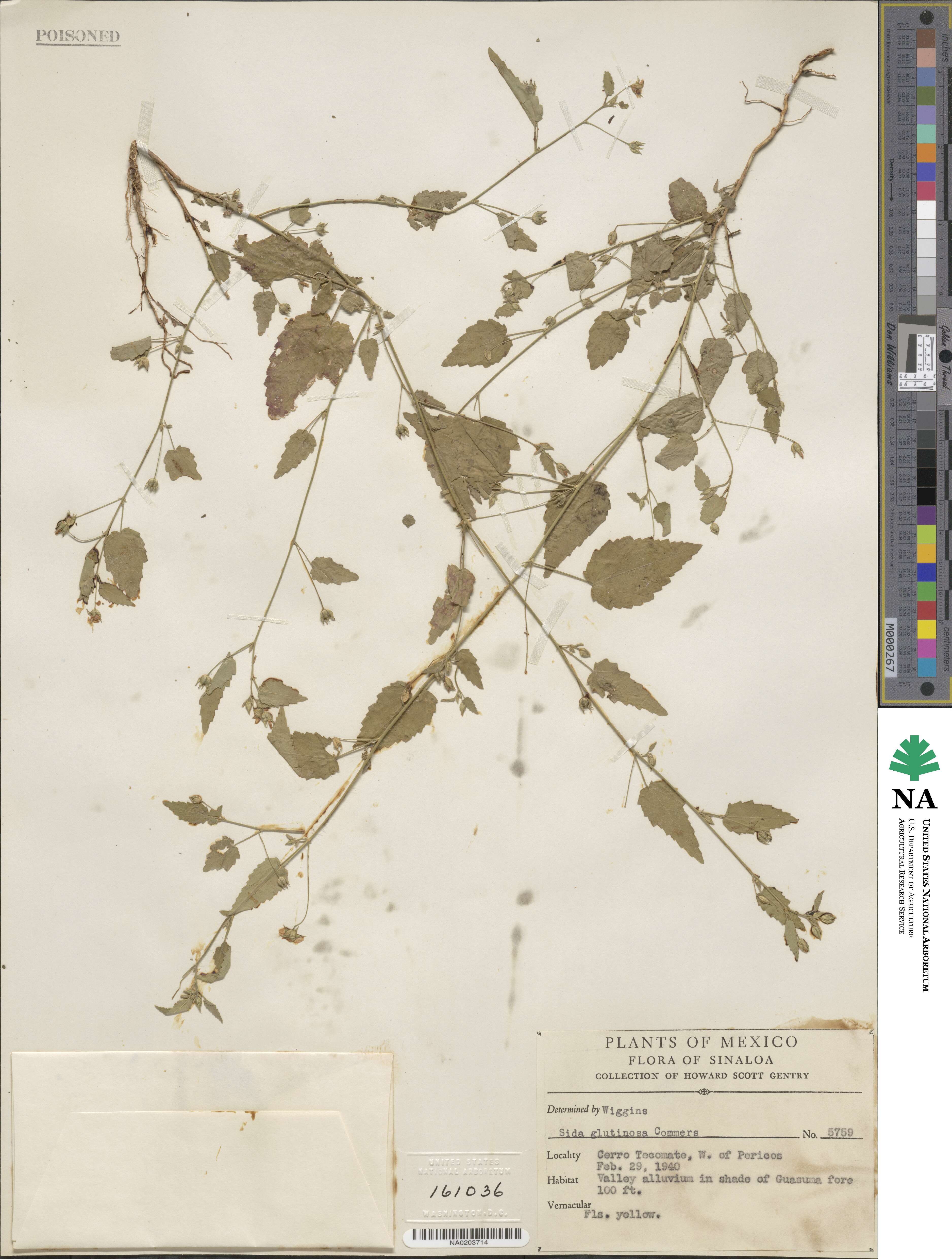 Sida glutinosa image
