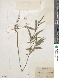 Sida linifolia image