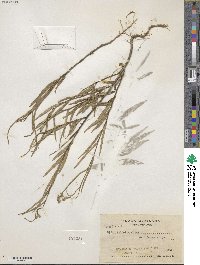 Sida linifolia image