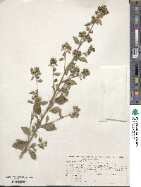 Sida rhombifolia image