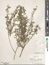 Sida rhombifolia image